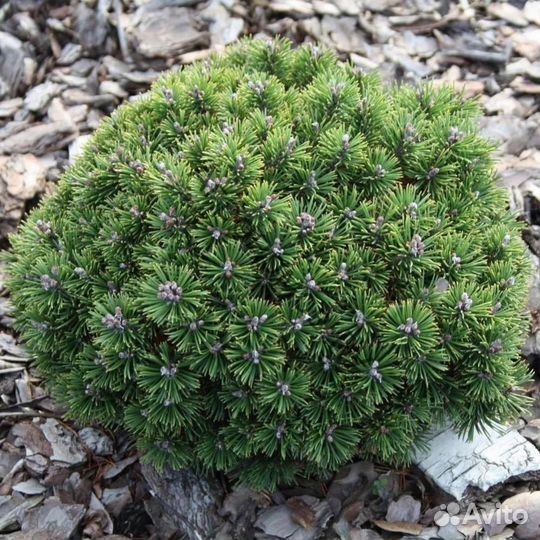 Сосны горные Benjamin и Mops