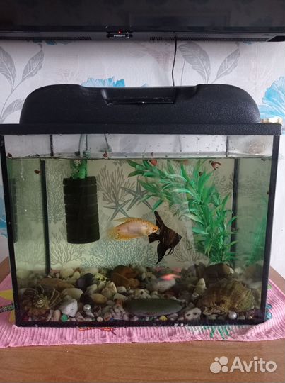 Аквариум