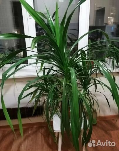 Бильбергия поникшая / Циперус