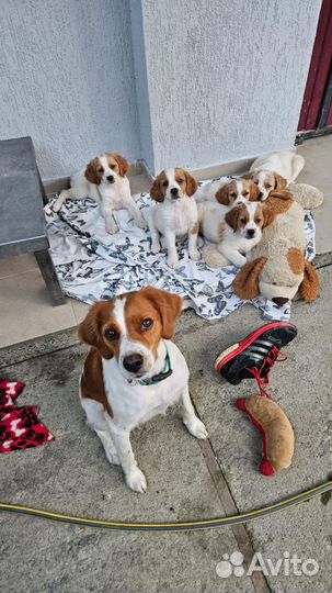 Бретонский эпаньоль щенки