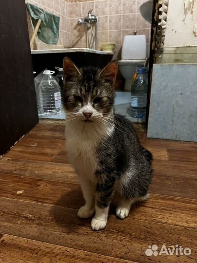 Коты и кошки в добрые руки