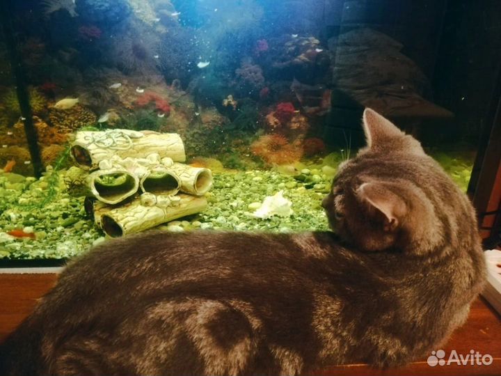 Аквариум
