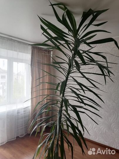 Пальма юкка