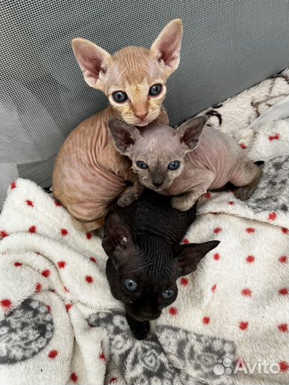 Котята сфинксы
