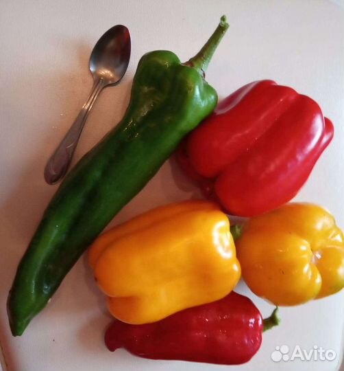 Рассада помидоров, баклажанов, капусты, огурцов