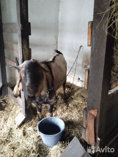 Продам козлят