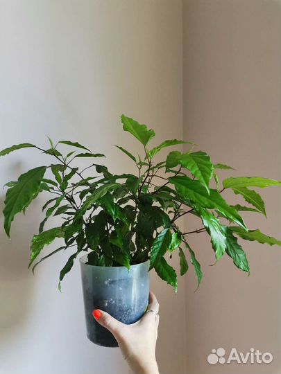 Сет из 3 комнатных цветов для южного окна