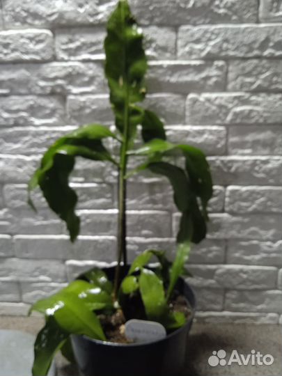 Эпифиллум марниера