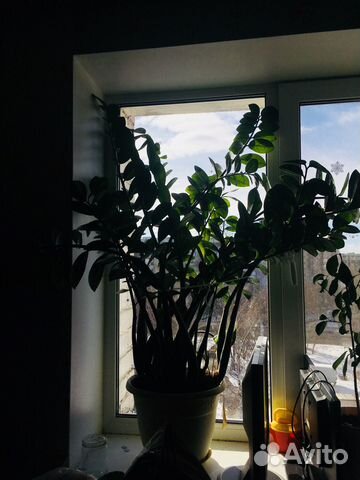 Замиокулькас