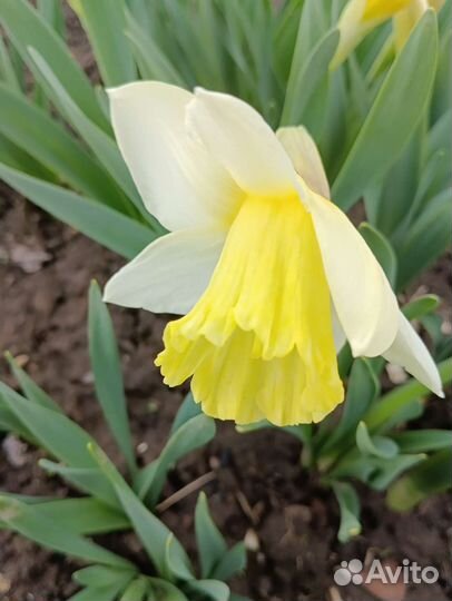 Многолетники: ирисы, гейхера, наперстянка и др