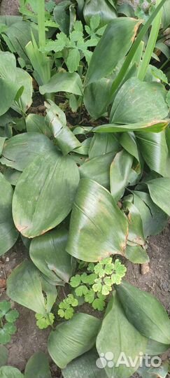 Сансевиерия