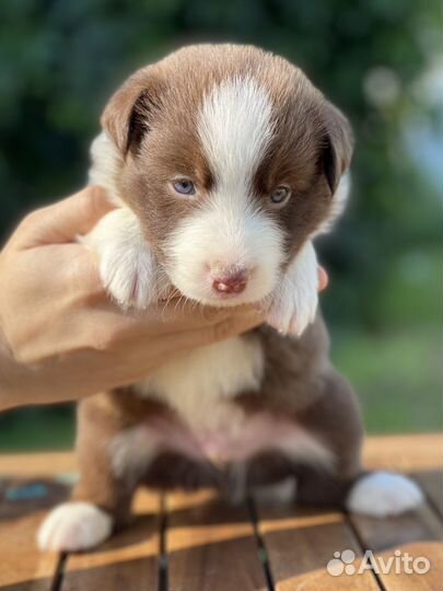 Бордер колли щенки