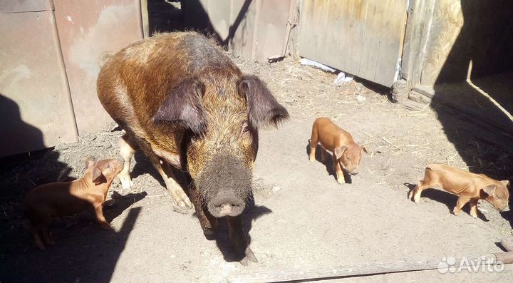Поросята породы Дюрок