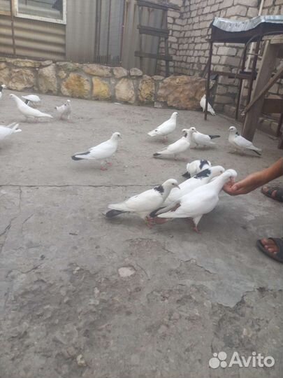 Голуби