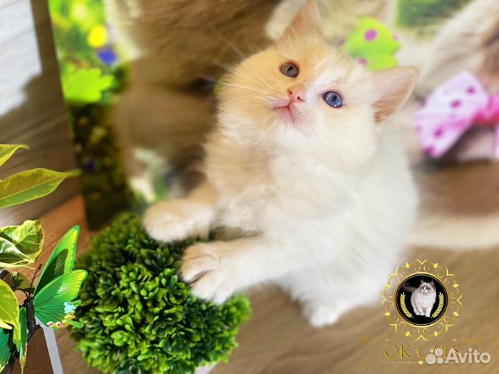 Рэгдолл в редчайшем окрасе ред биколор