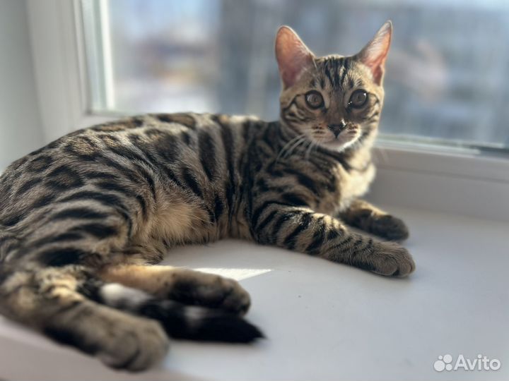 Продается бенгальская кошка