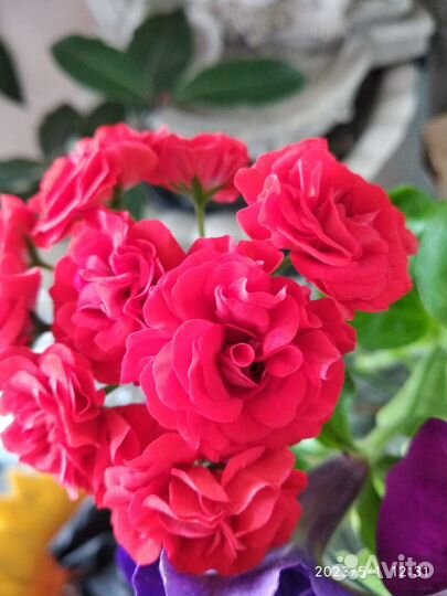 Пеларгония зональная