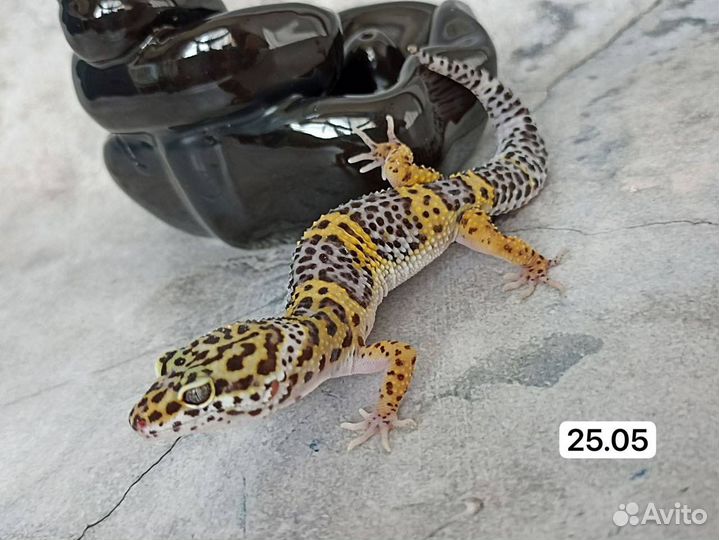 Малыш эублефара