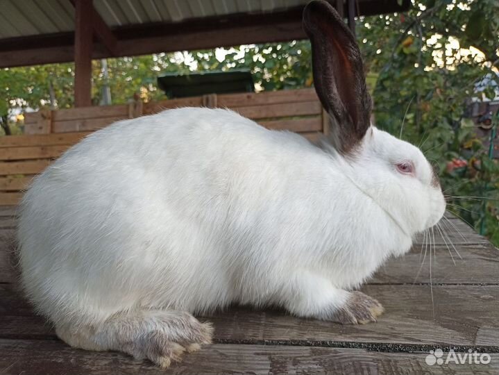 Калифорнийские кролики