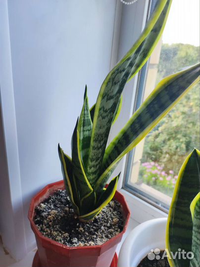 Сансевиерия