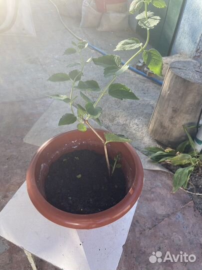 Жасмин чубушник