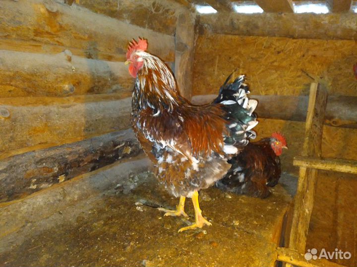 Ливенские ситцевые инкубационное яйцо