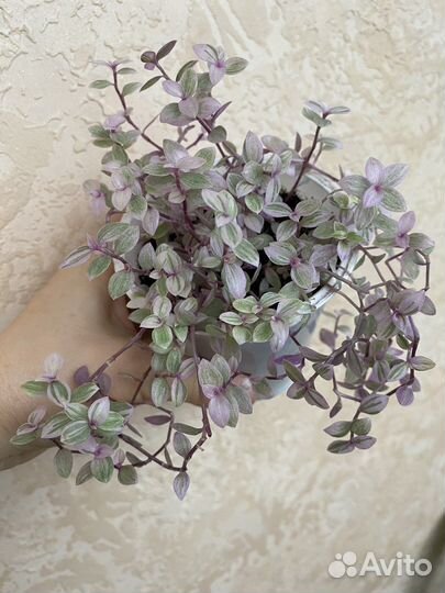 Комнатные цветы,растения.Разные