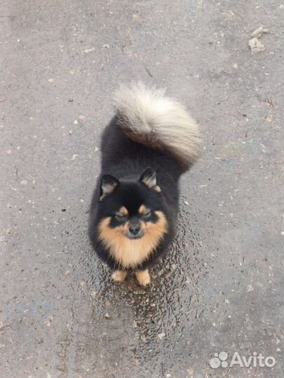 Вязка собак шпиц