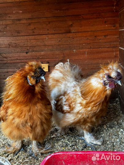 Молодые петухи