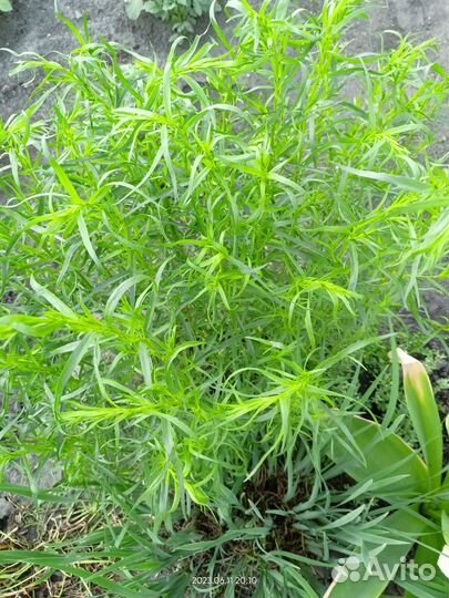 Тархун (эстрагон)