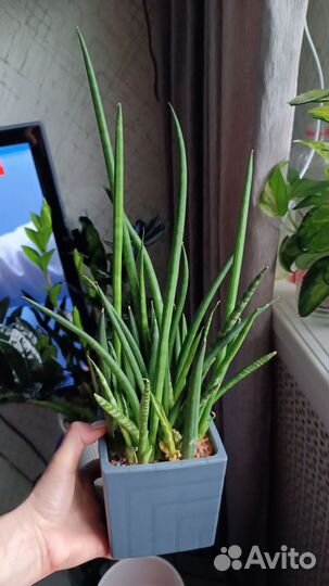 Сансевиерия цилиндрическая
