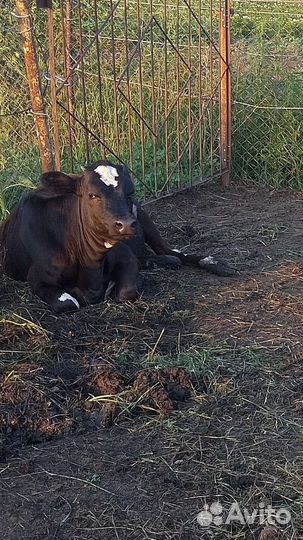 Коровы