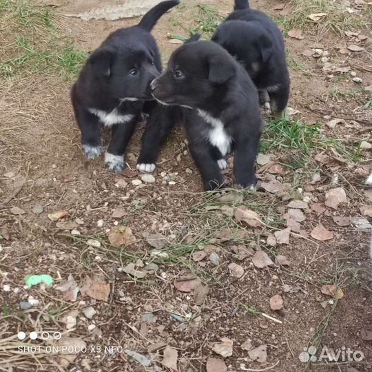 Собака в добрые руки отдам бесплатно