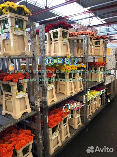 Цветы Букеты Розы Доставка 101 роза 51 роза 25 роз