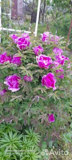 Пион древовидный