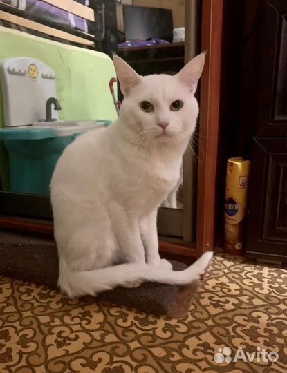 Шотландская вислоухая