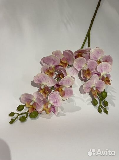 Орхидеи