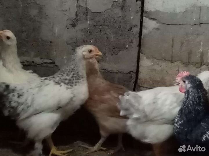 Куры молодки несушки