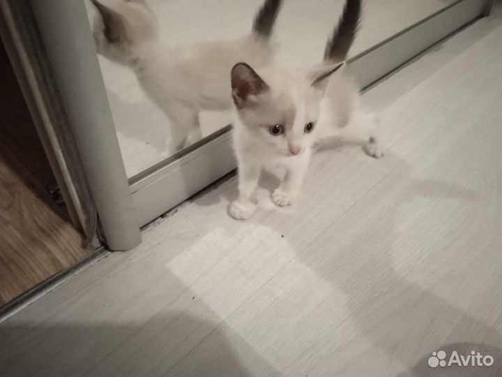 Кошка в дар бесплатно