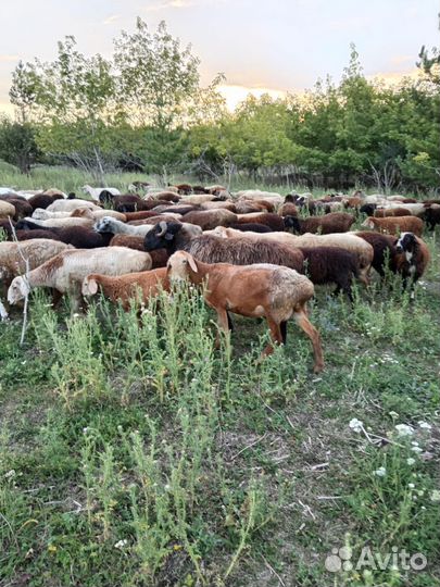 Овцы бараны