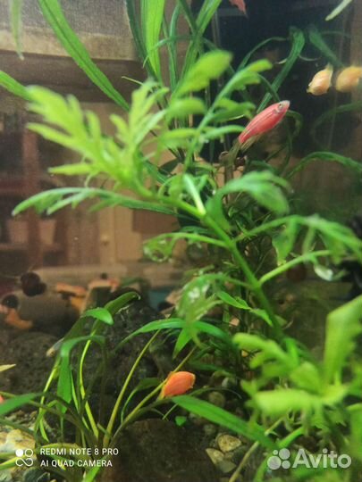 Улитки ампулярии, креветки