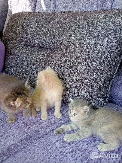 Котята в добрые руки бесплатно