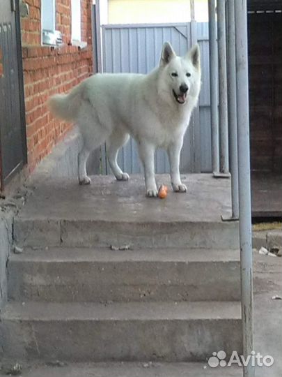 Кобель бшо для вязки