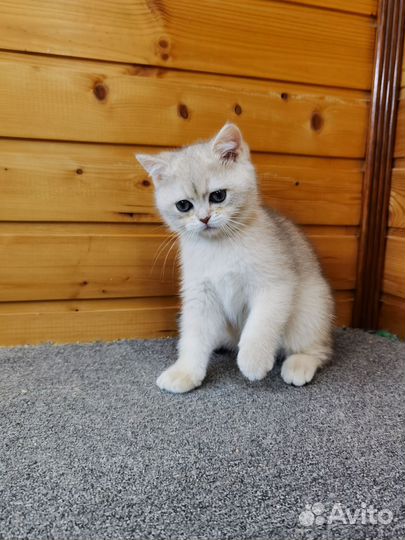 Голубая золотая шиншилла