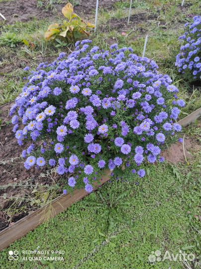 Астра Блю Лагун