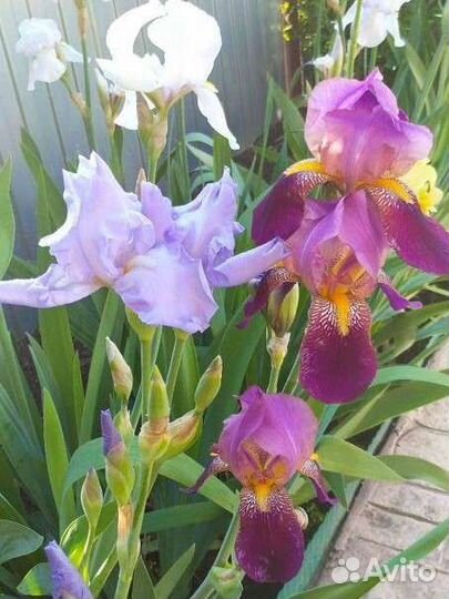 Ирисы
