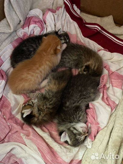 Котята раздаем