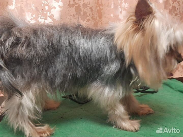 Йоркширский терьер мини