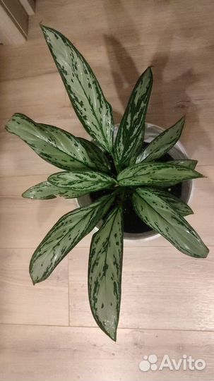 Аглаонема Сильвер Квин крупная,не детка