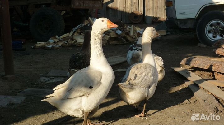 Гуси гибриды
